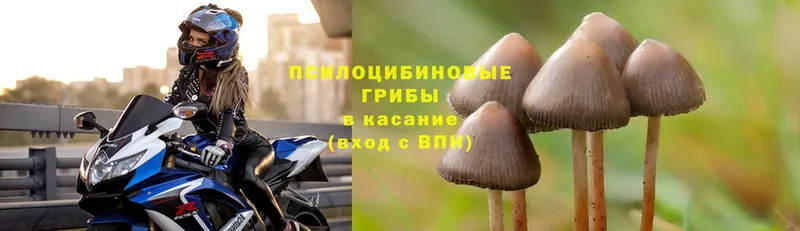 закладка  Йошкар-Ола  Псилоцибиновые грибы Psilocybine cubensis 